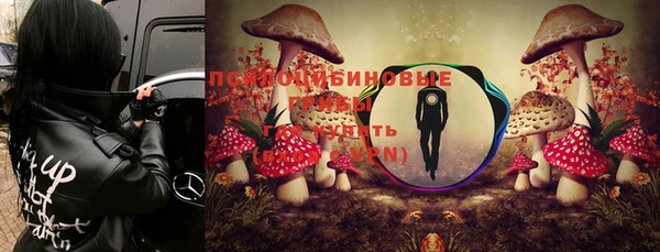 прущие грибы Абинск