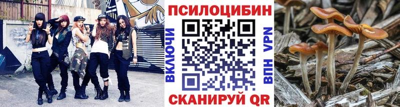 Галлюциногенные грибы Cubensis  хочу   Судогда 